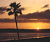 palmDusk