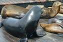 seaLions